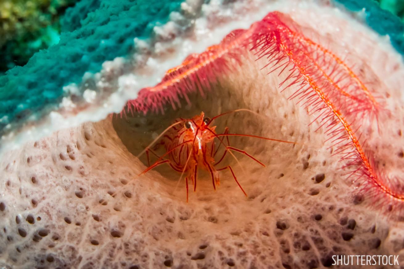 scuba diving in Turks and Caicos