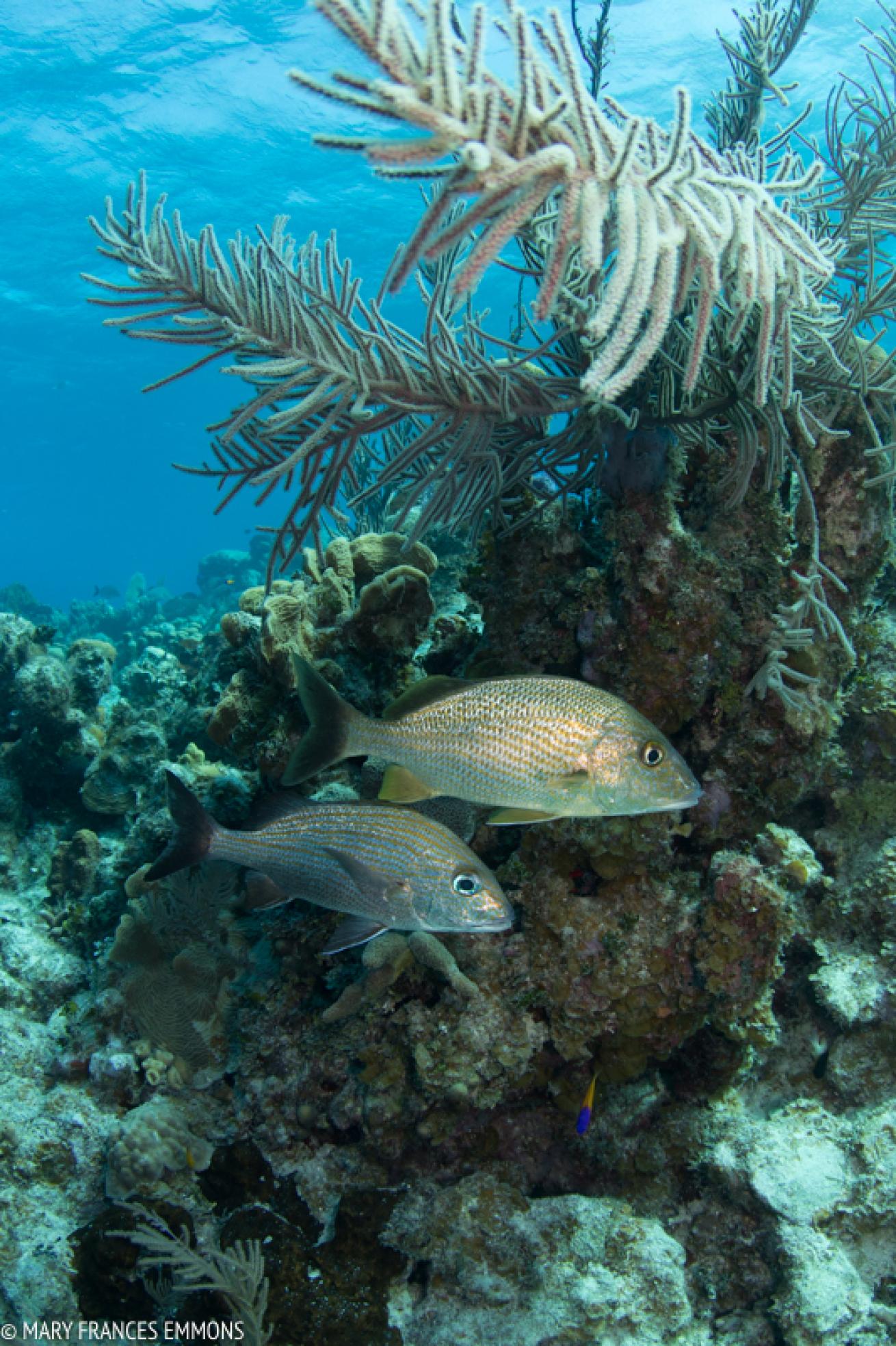 scuba diving in little cayman 