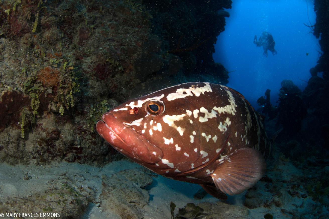 scuba diving with grouper in little cayman