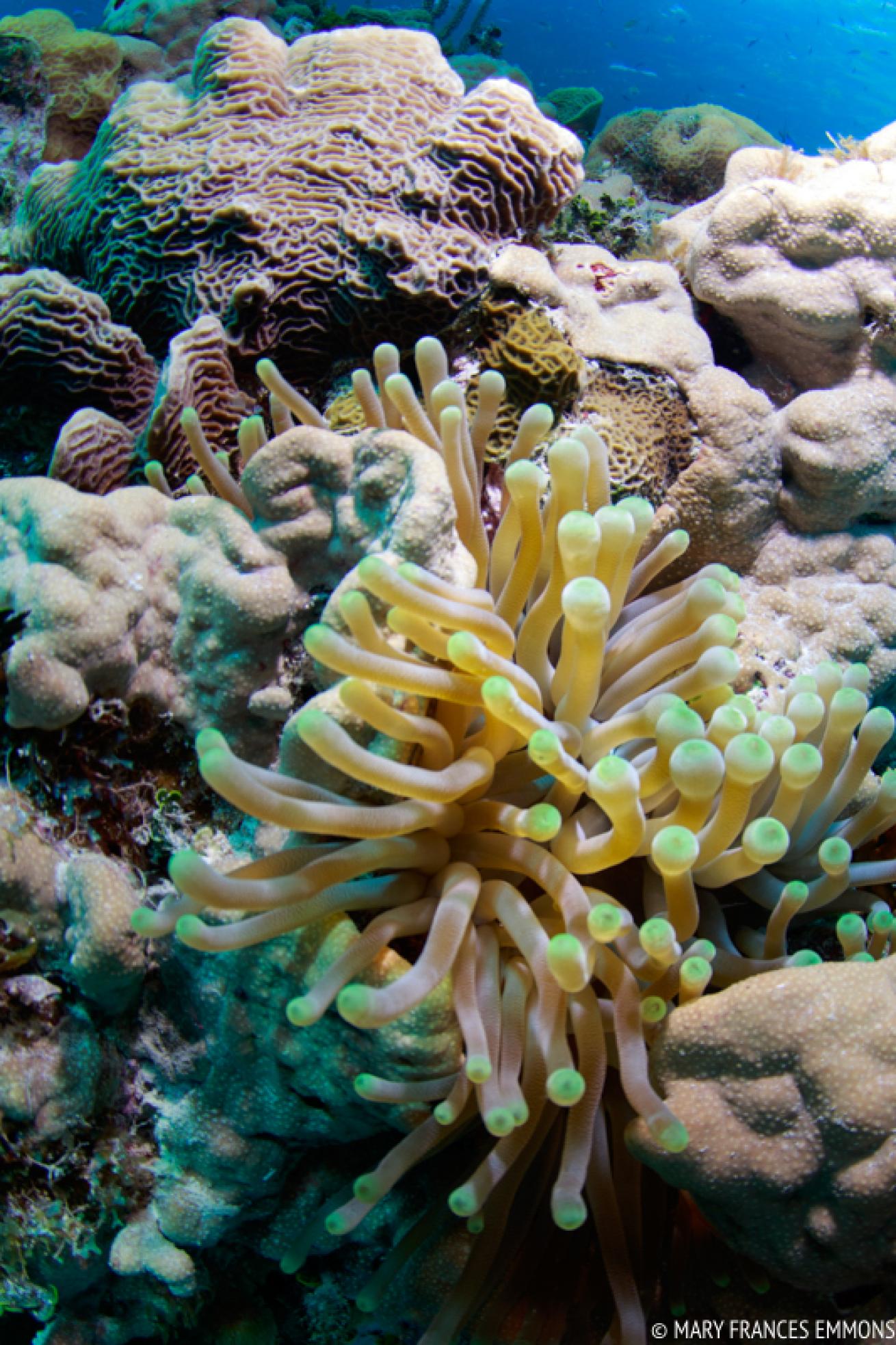 underwater photography workshops