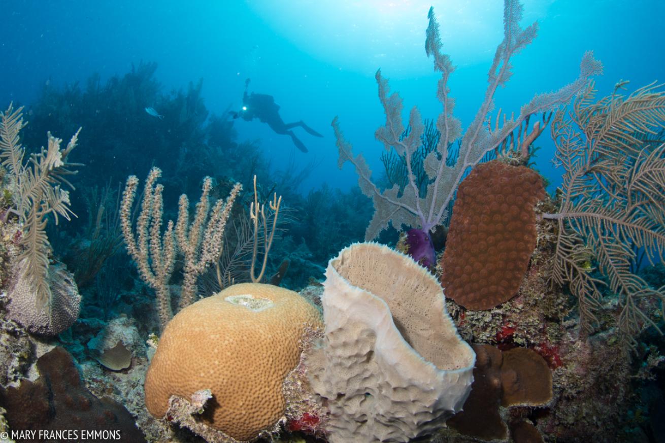 underwater photography workshops