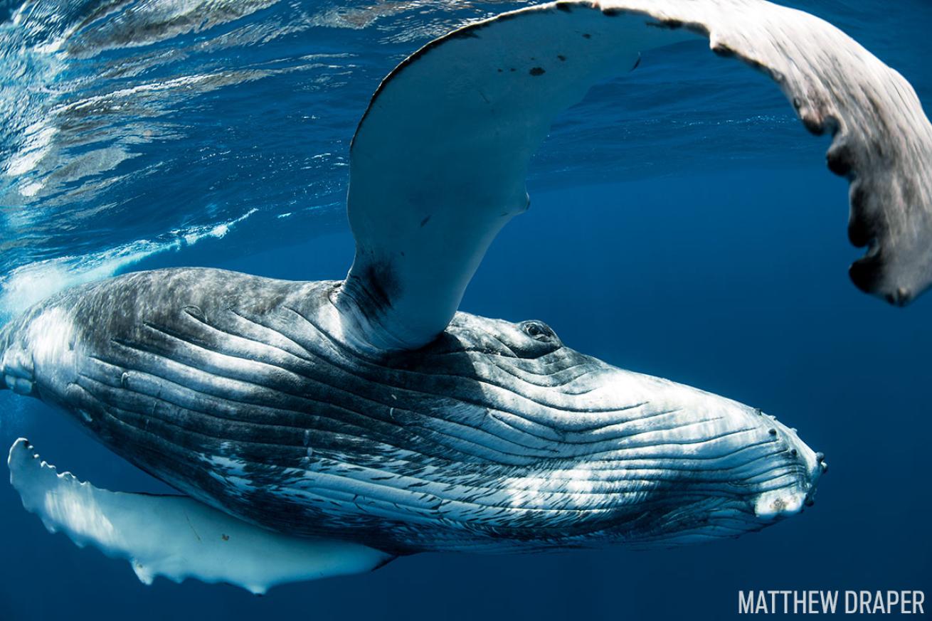 Humpback whale underwater photo