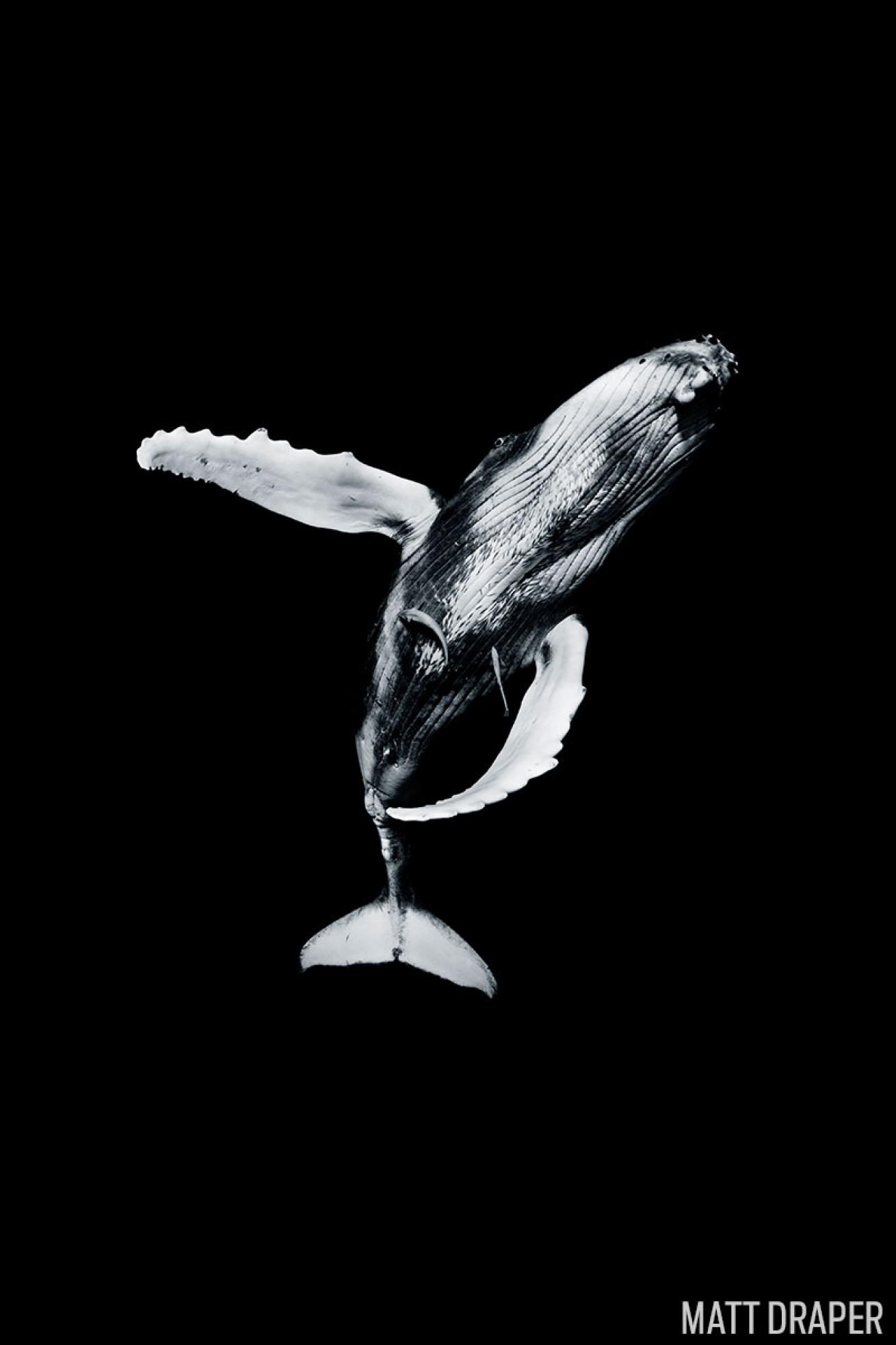 Humpback whale underwater photography