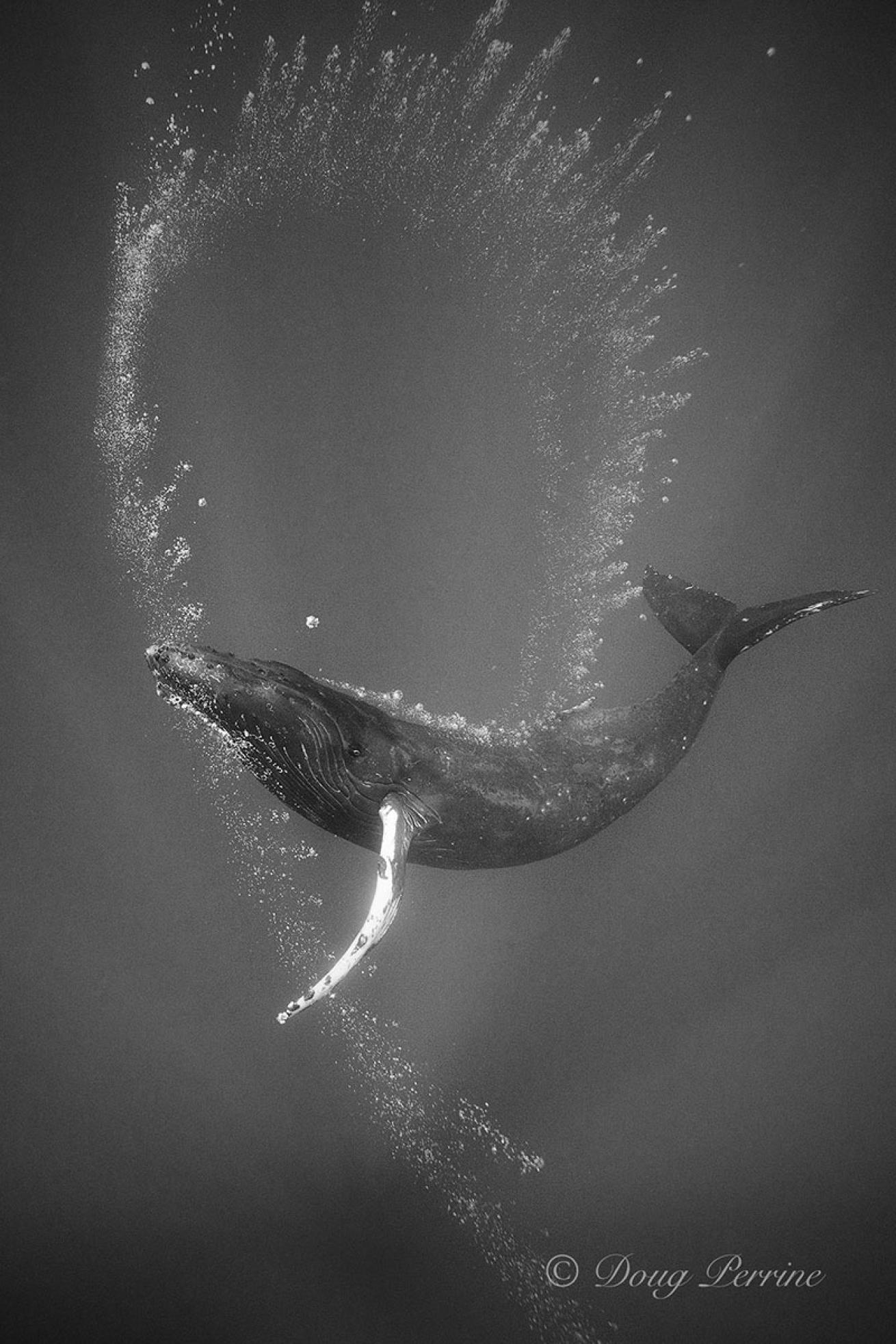 Humpback whale Kona Hawaii