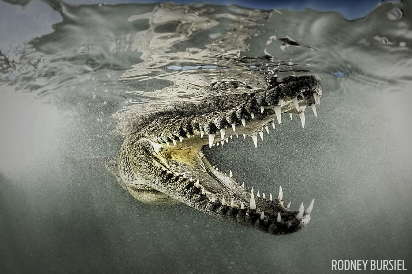 scuba diving with crocodiles 