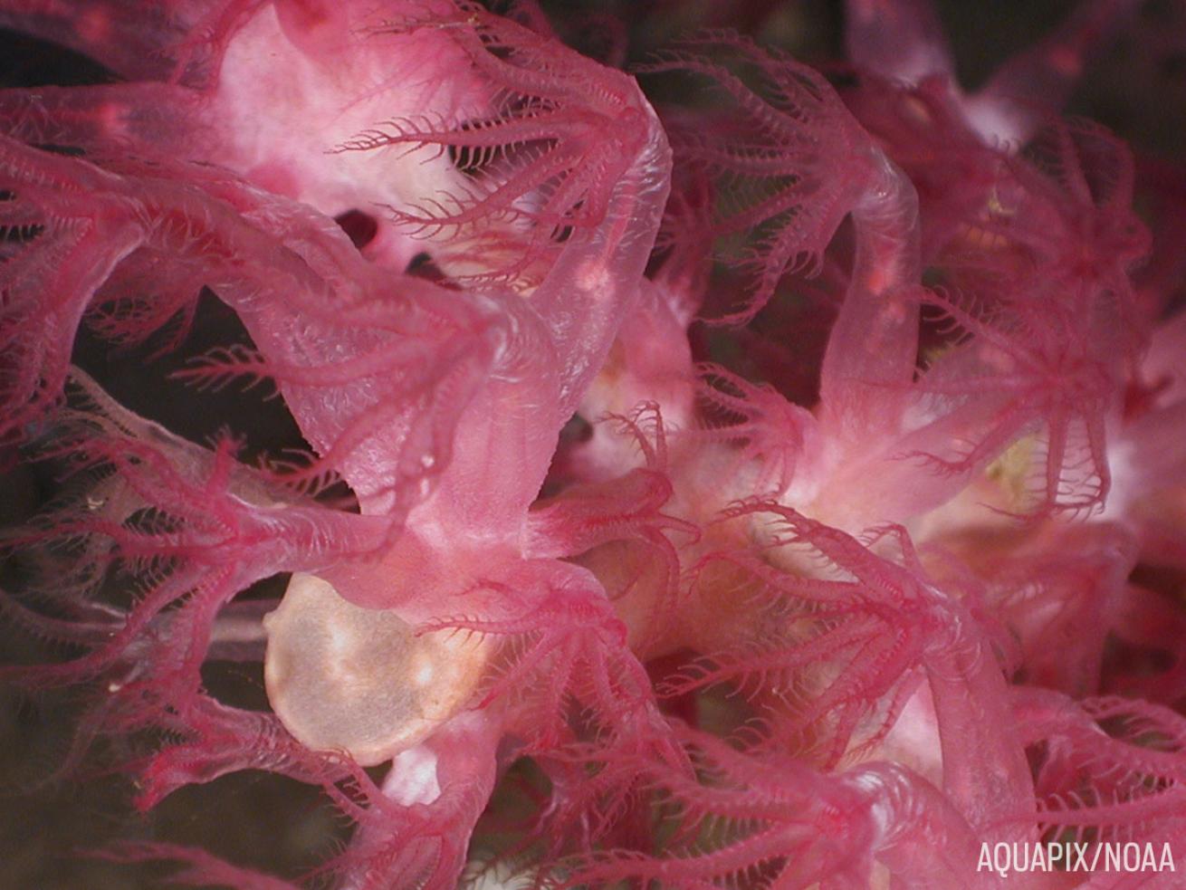 Deep water corals in the Gulf of Mexico