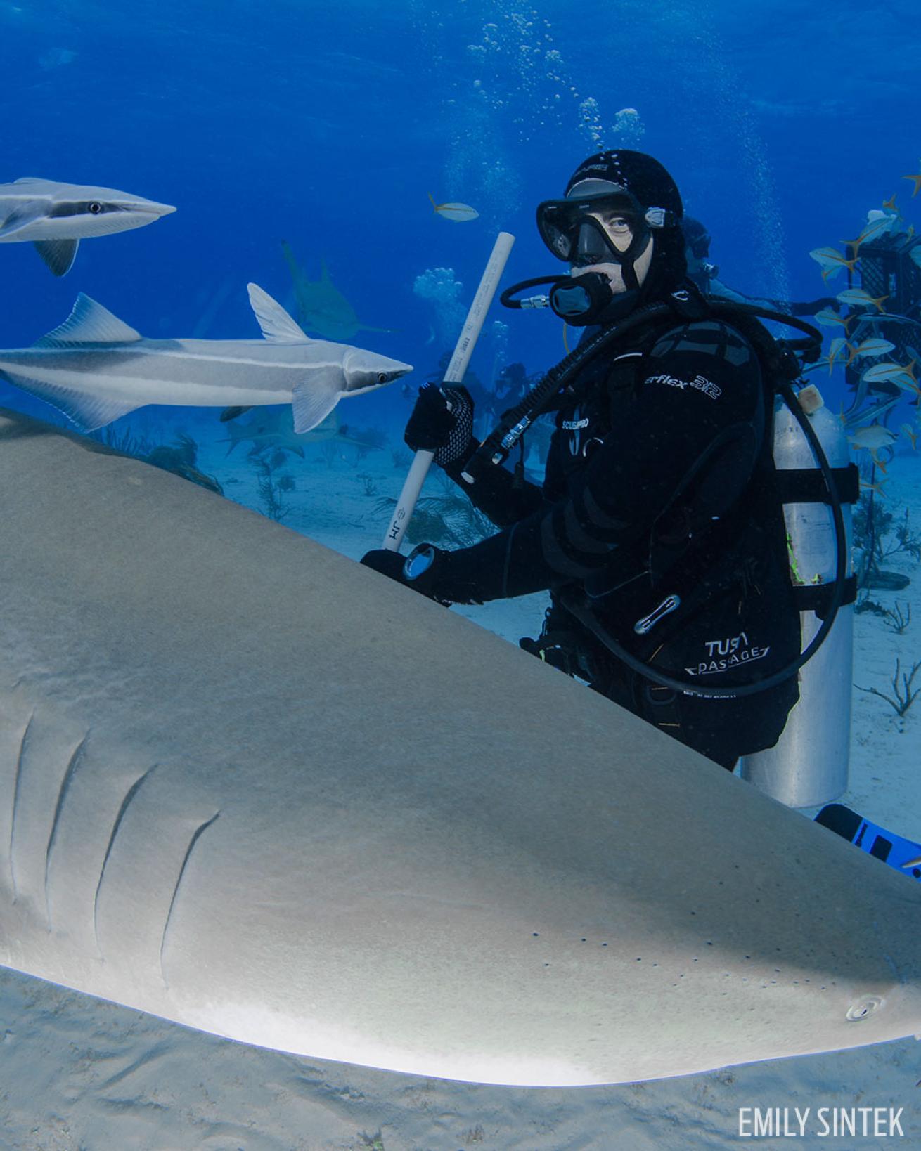 underwater photographer Jason Sintek diving with sharks in Bahamas 