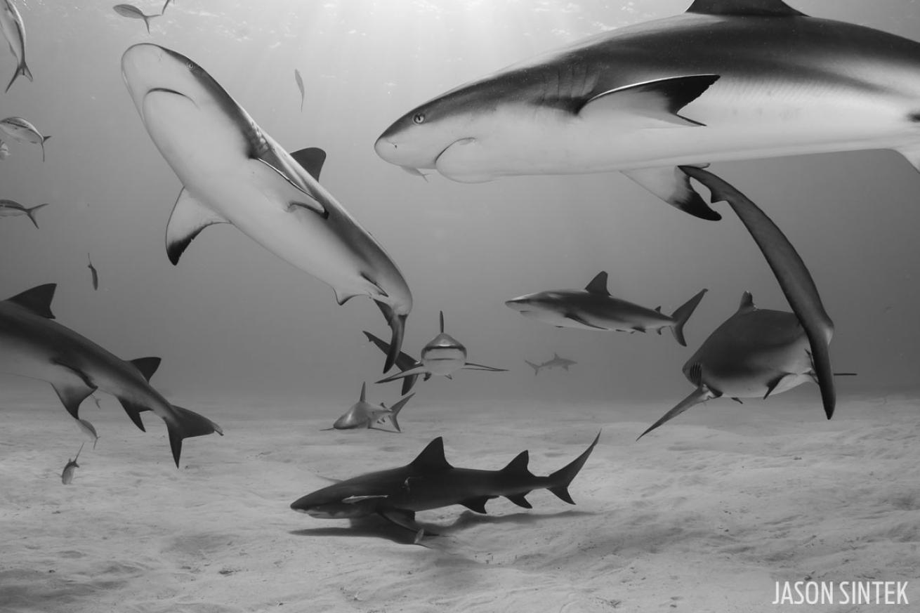 scuba diving with reef sharks in the bahamas 
