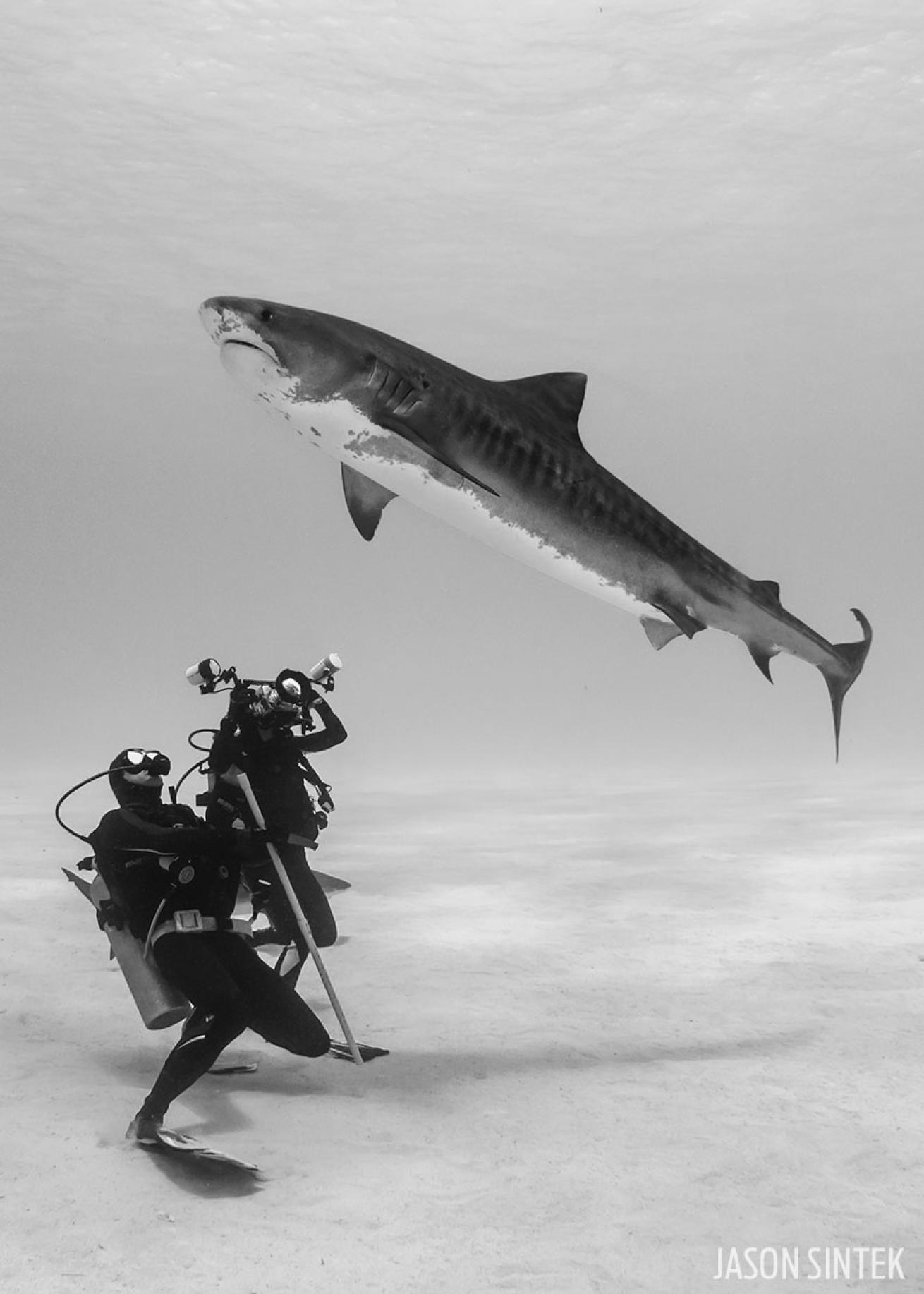 scuba diving with tiger sharks in the Bahamas 