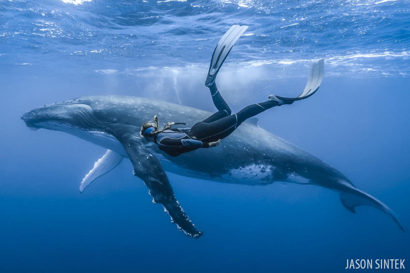 freediving with humpback whales in Tonga