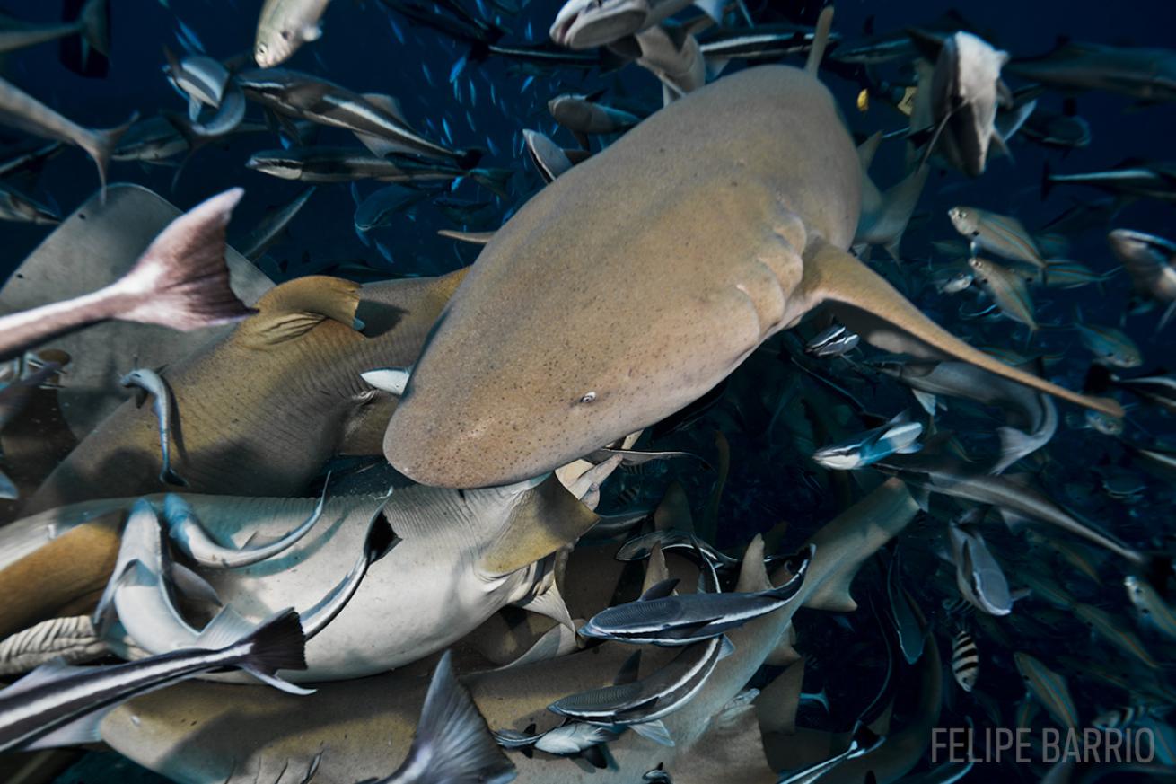 scuba diving with nurse sharks in Fiji