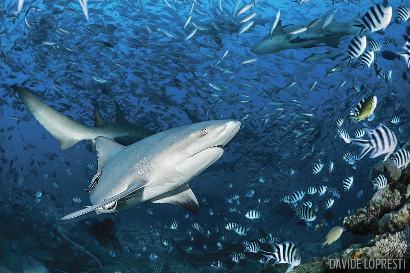 scuba diving with bull sharks in Fiji