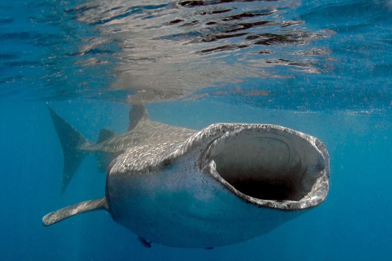 swimming with whale sharks in mexico