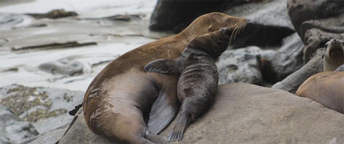 sea lion mother and pup