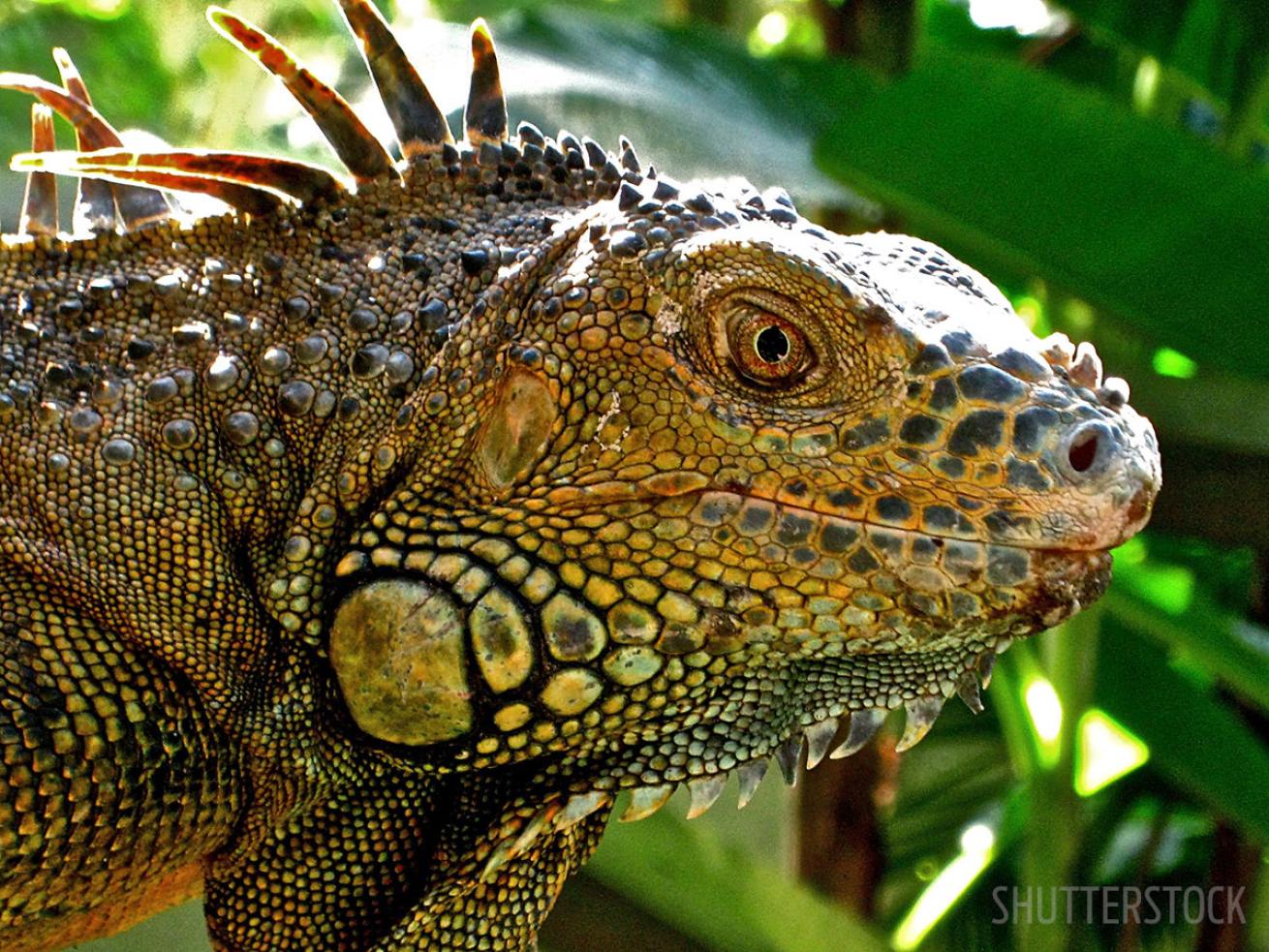 iguanas in Belize 