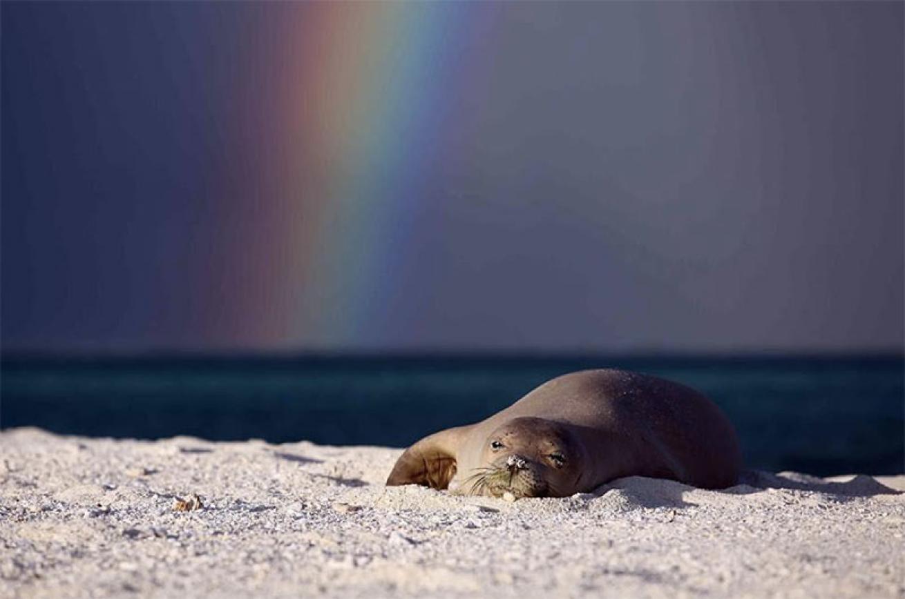 monk seal sleeping