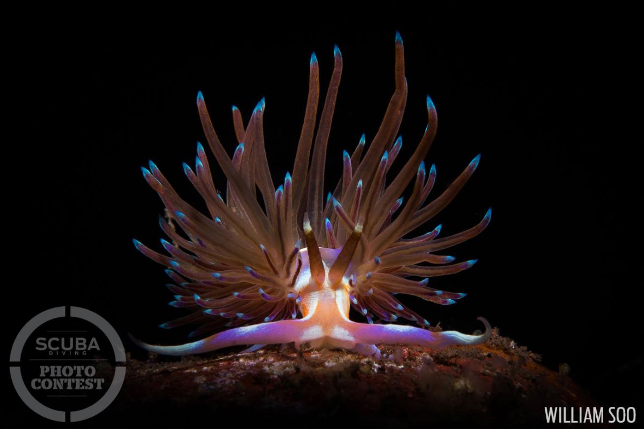 nudibranch underwater photography