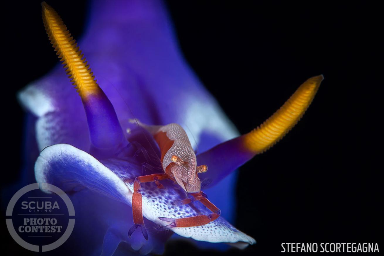 nudibranch underwater photography