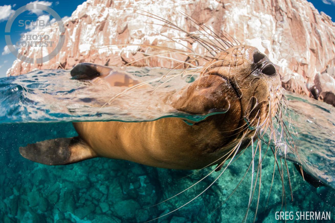 over under seal underwater photography