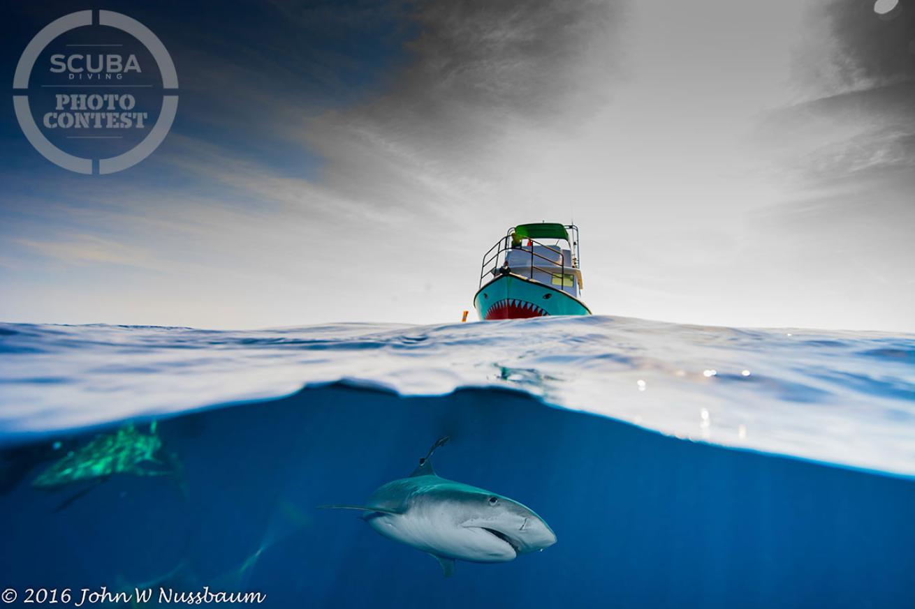 over under shark underwater photography