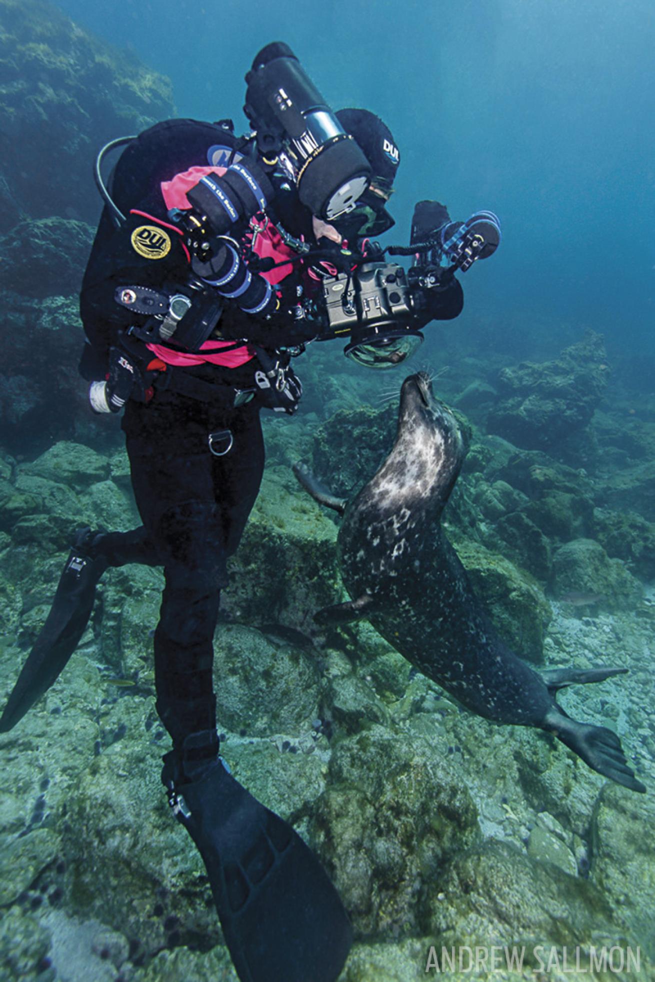 scuba diving with harbor seals