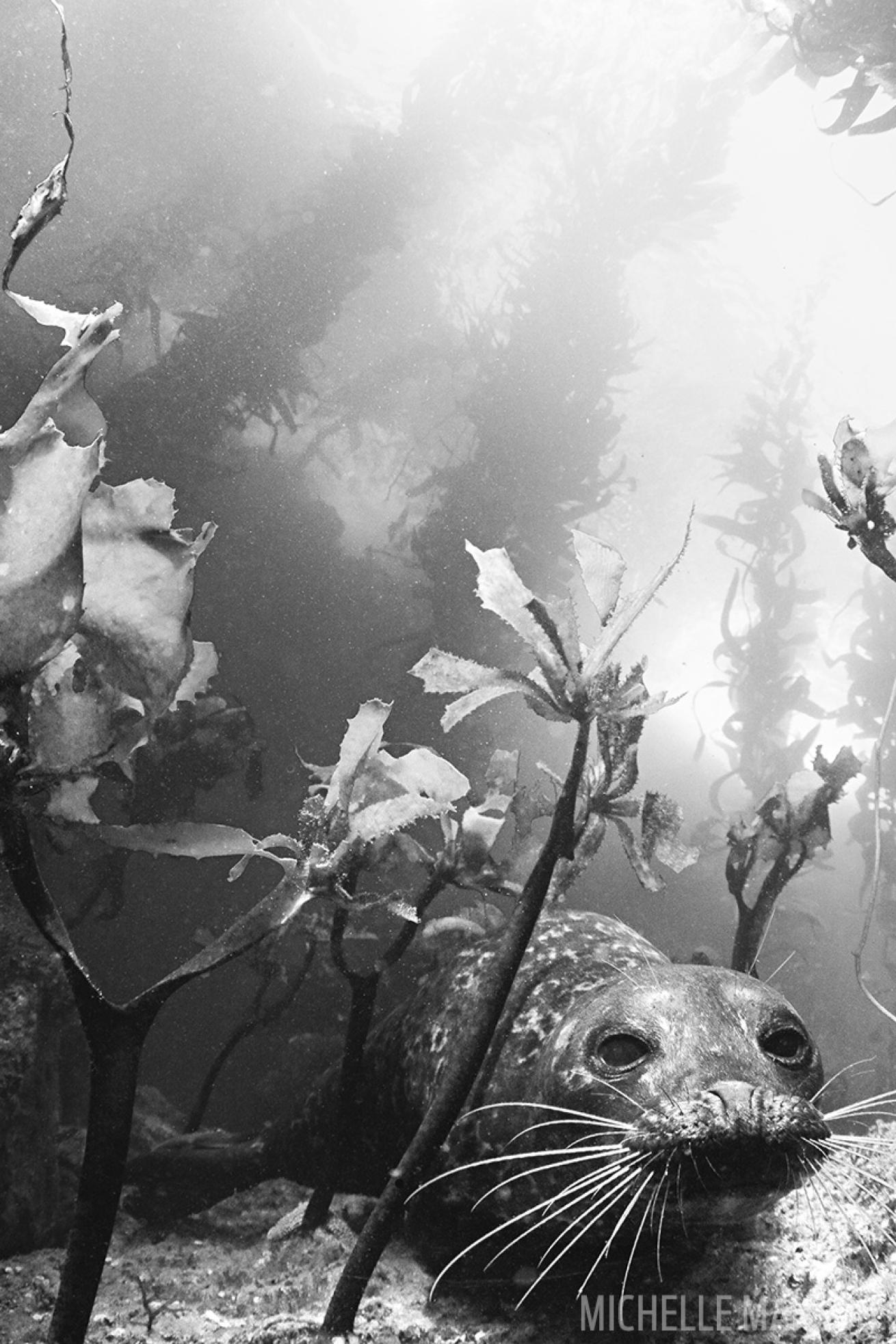 scuba diving with harbor seals