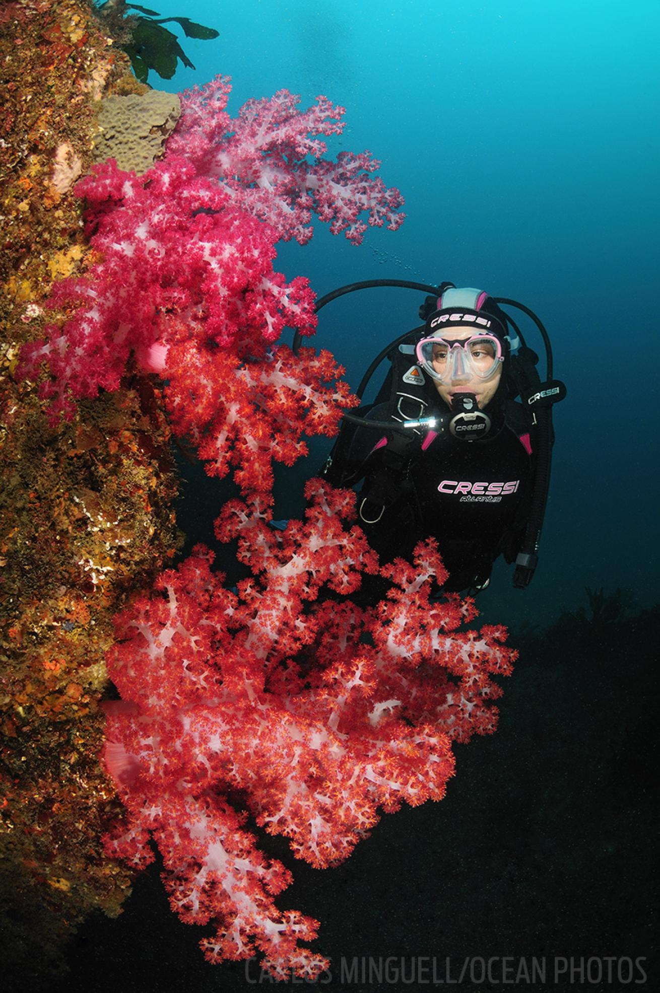 scuba diving Jeju island, korea