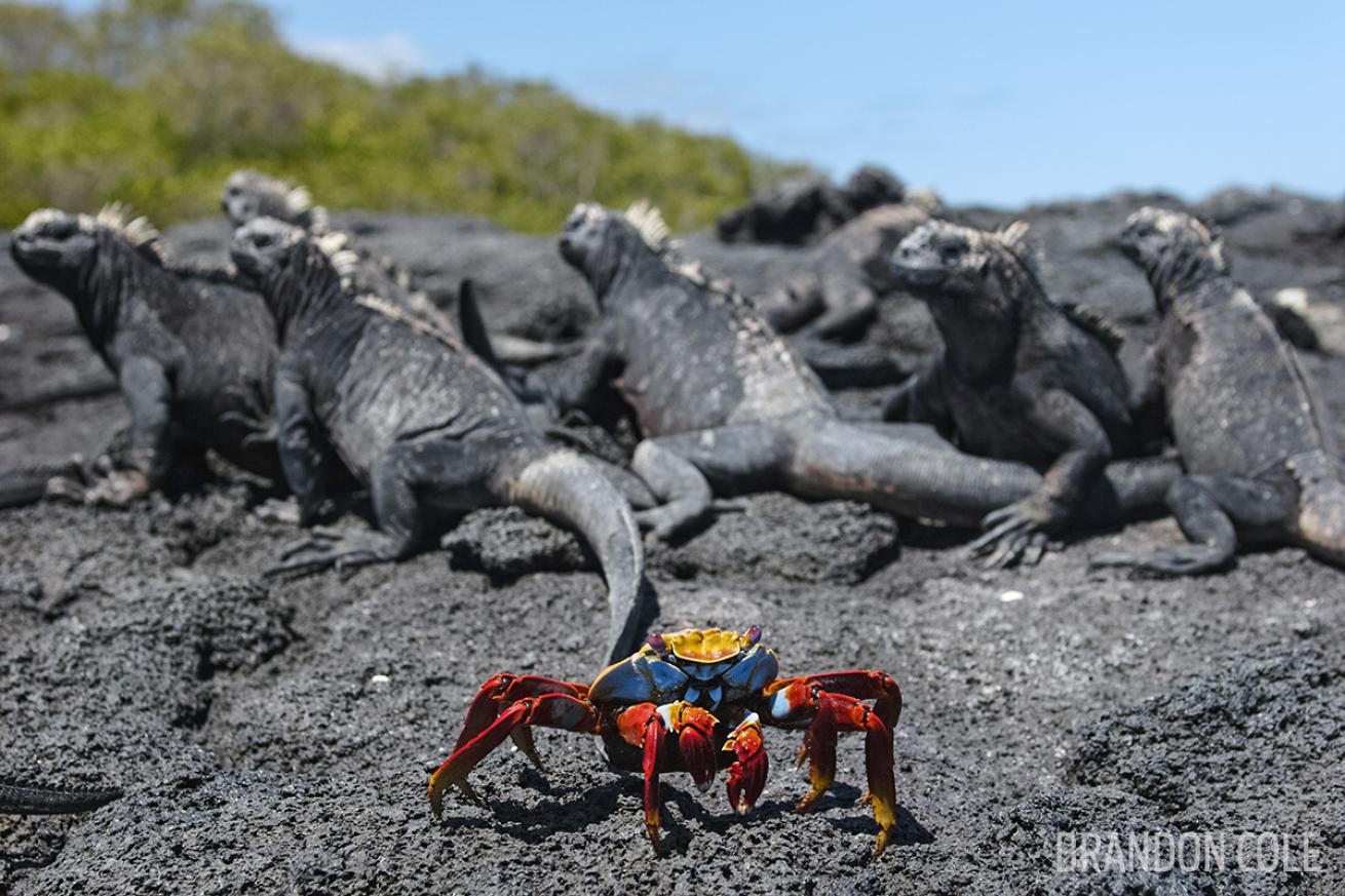scuba diving galapagos islands