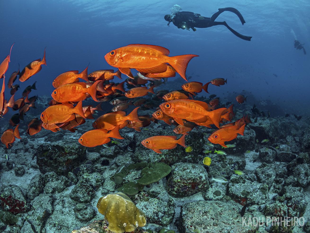 scuba diving Aldabra Atoll 