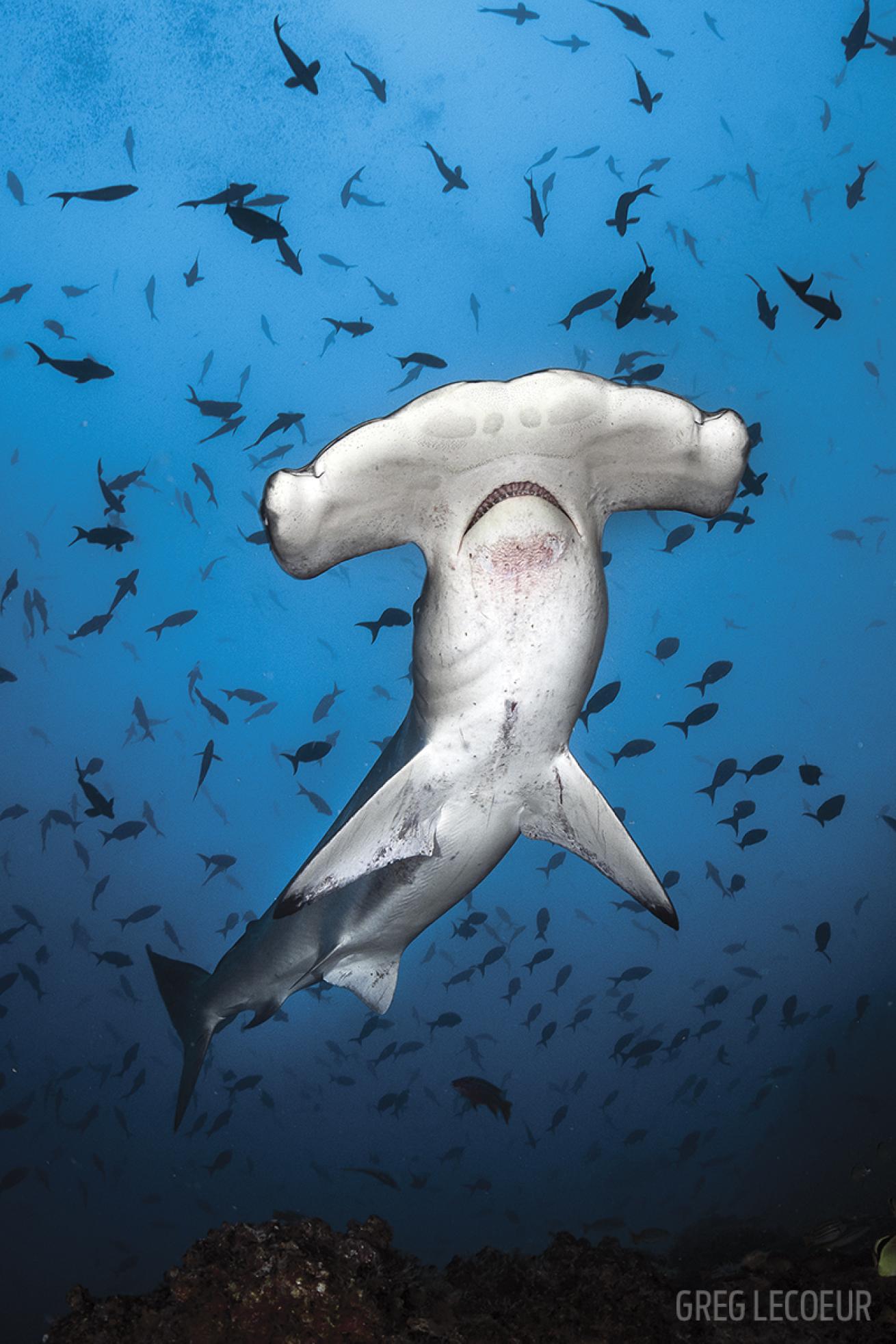scuba diving Cocos Island national park