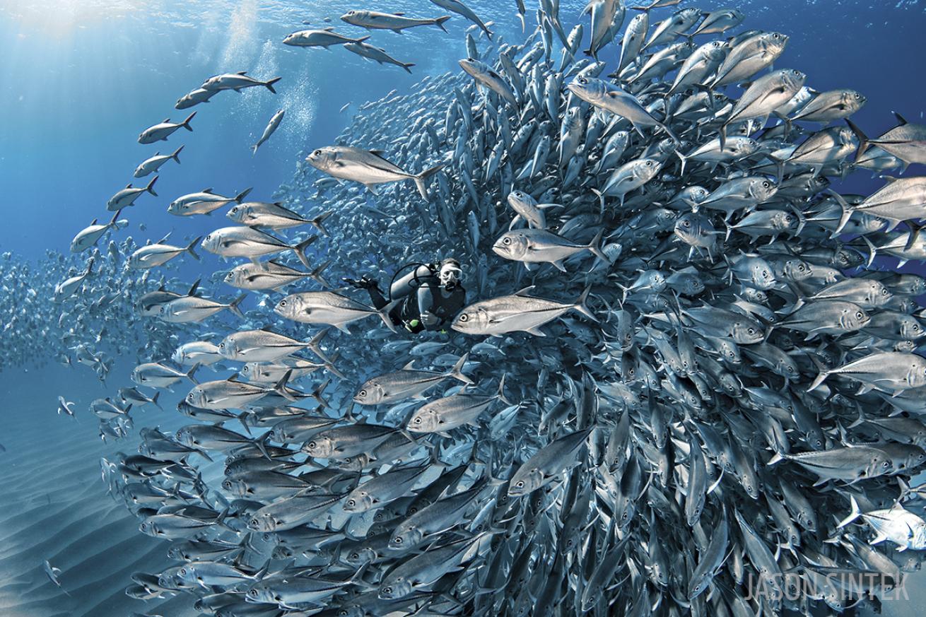 scuba diving cabo pulmo, mexico 