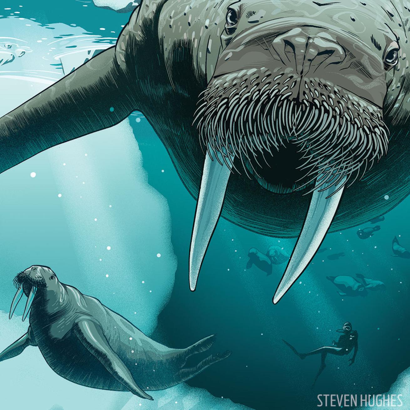 scuba diving with a walrus