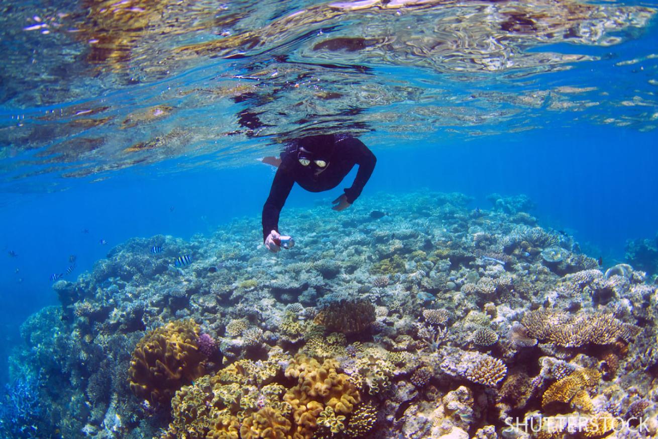 scuba diving the great barrier reef