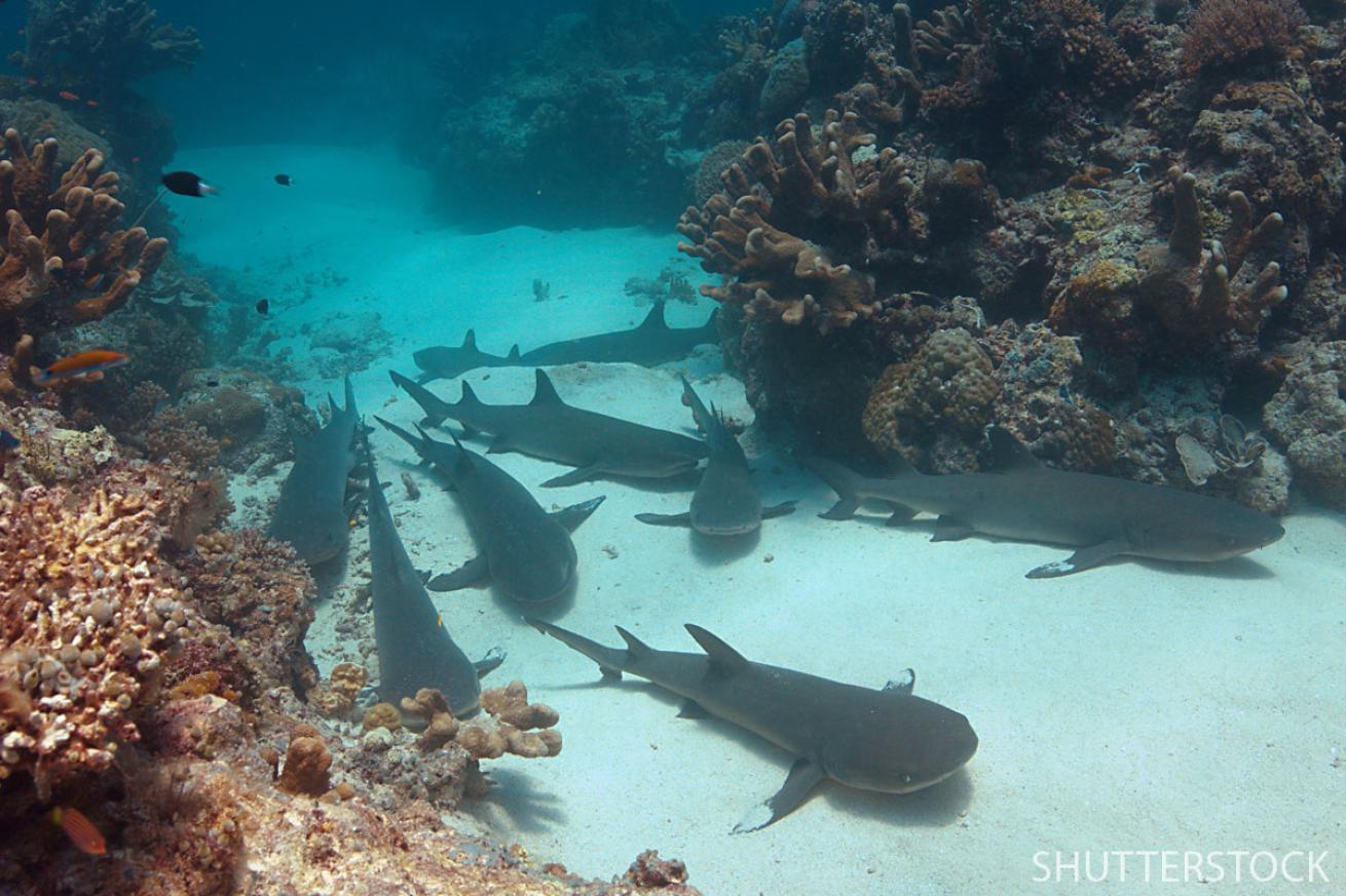 scuba diving in the Philippines