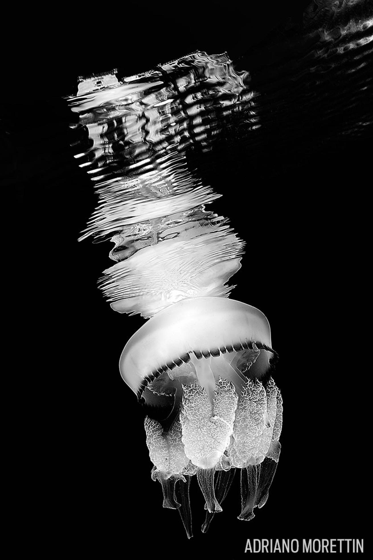 jellyfish photography 