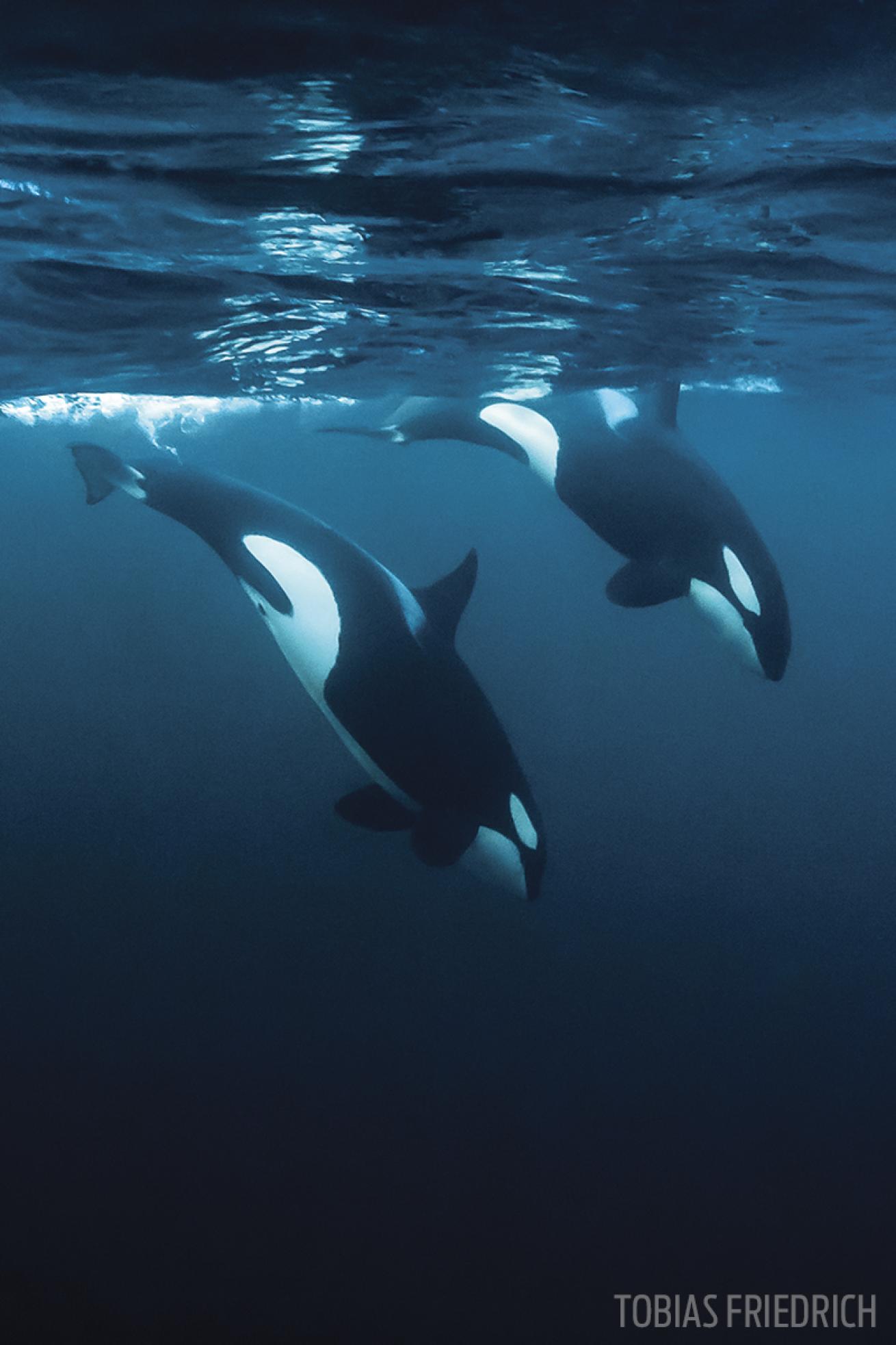 scuba diving with orcas in Norway