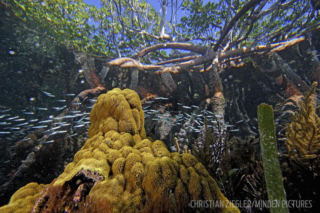 mangroves belize scuba fish reef