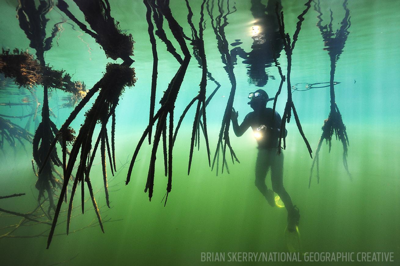 Diver mangroves belize deepwater scuba
