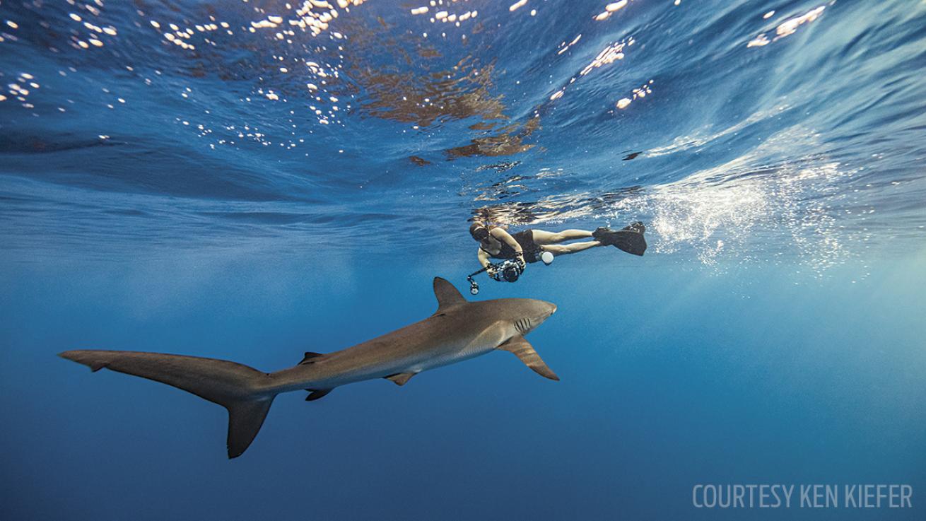 underwater photographer with shark