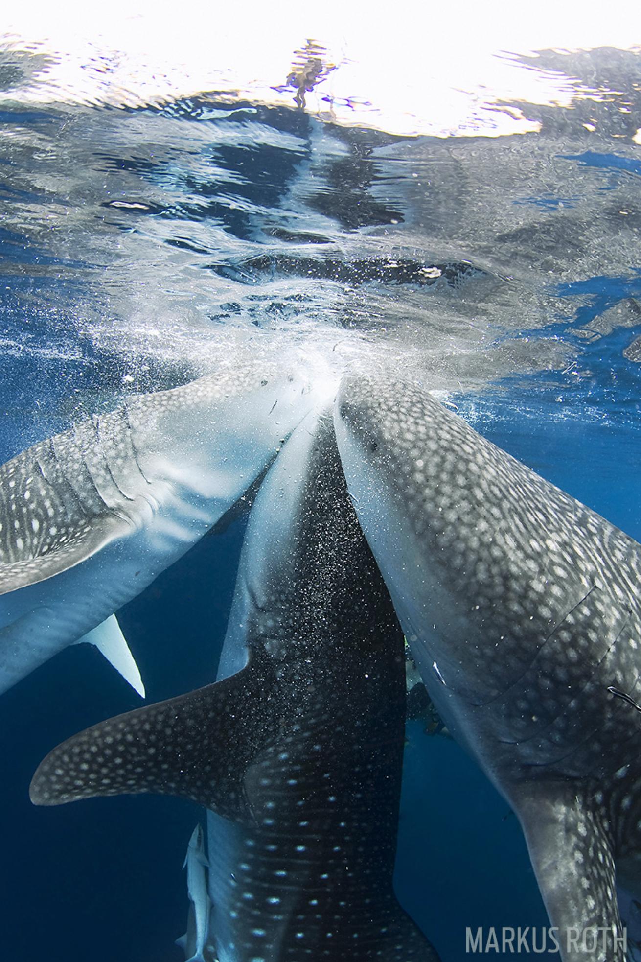 Trio of whale sharks at the ocean&#039;s surface