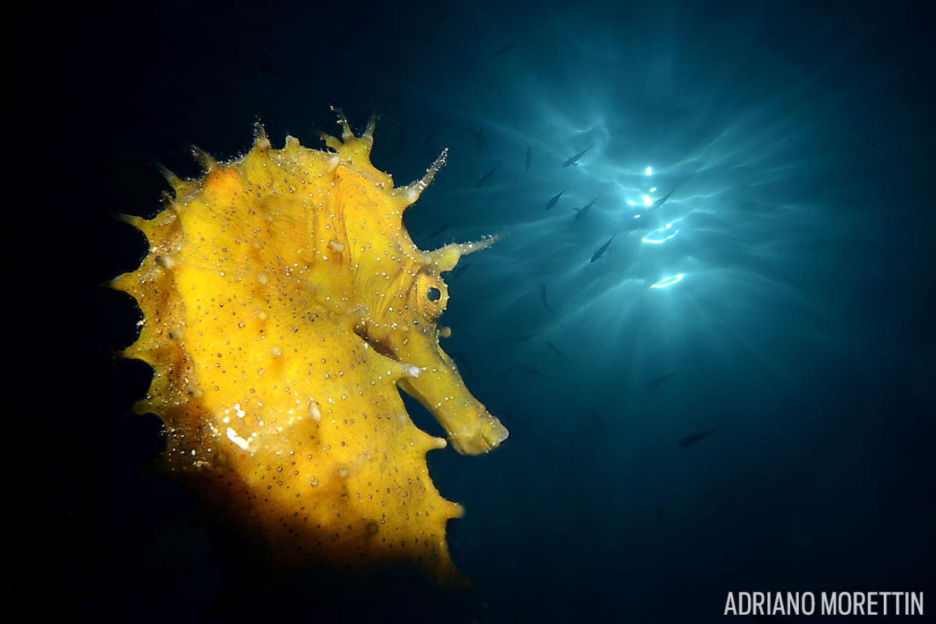 seahorse underwater photography 