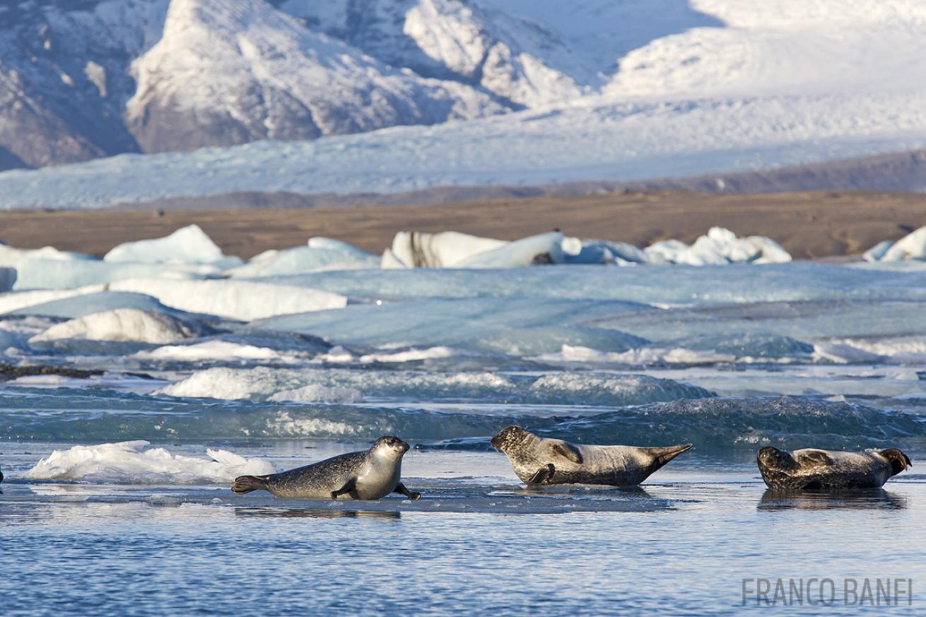 Seals Iceland wildlife