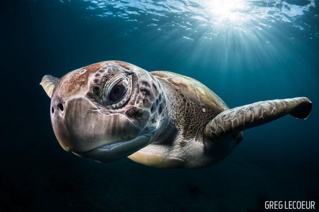 green sea turtle sunbeam