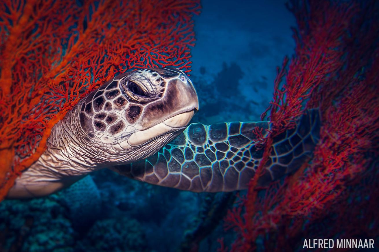 gili islands indonesia turtle model