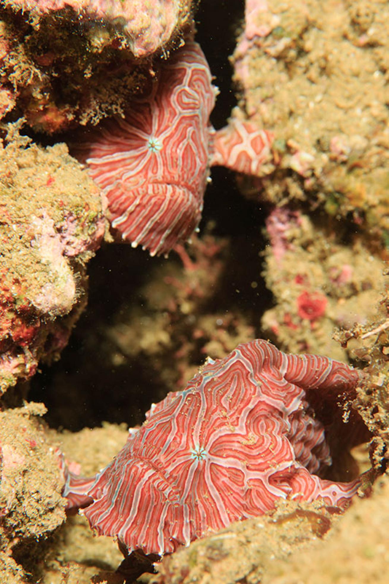 psychedelic frogfish