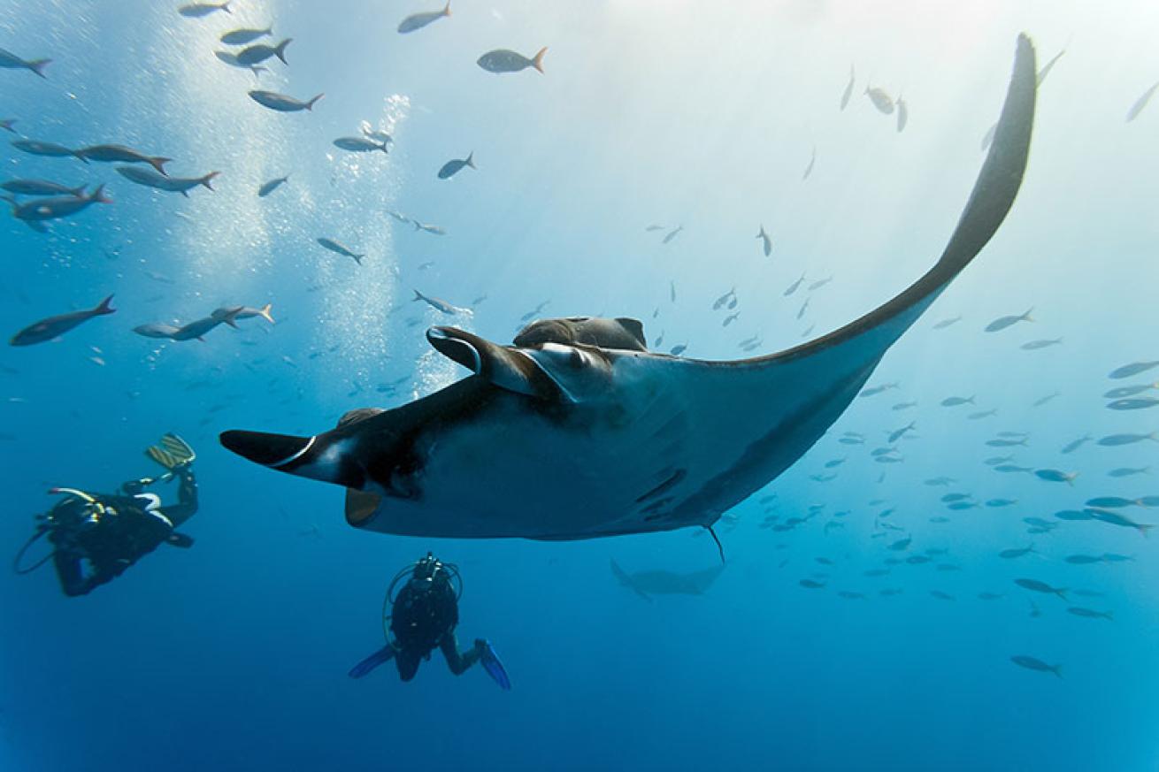 manta ray