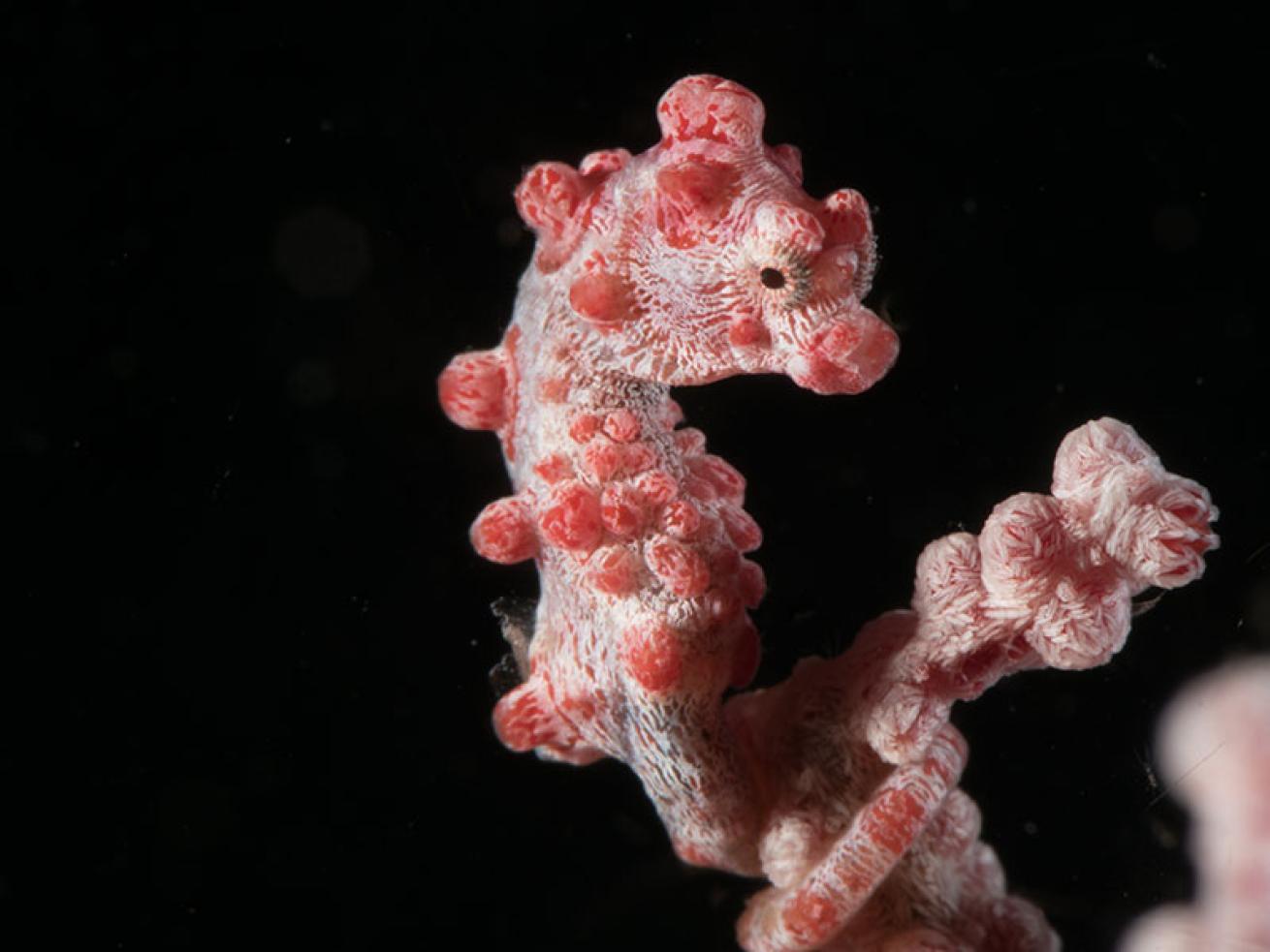 pygmy seahorse