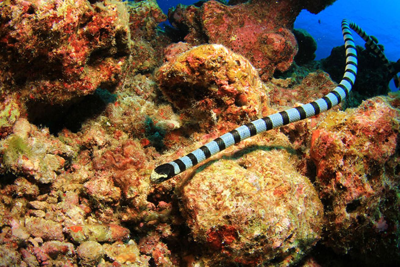 banded sea krait