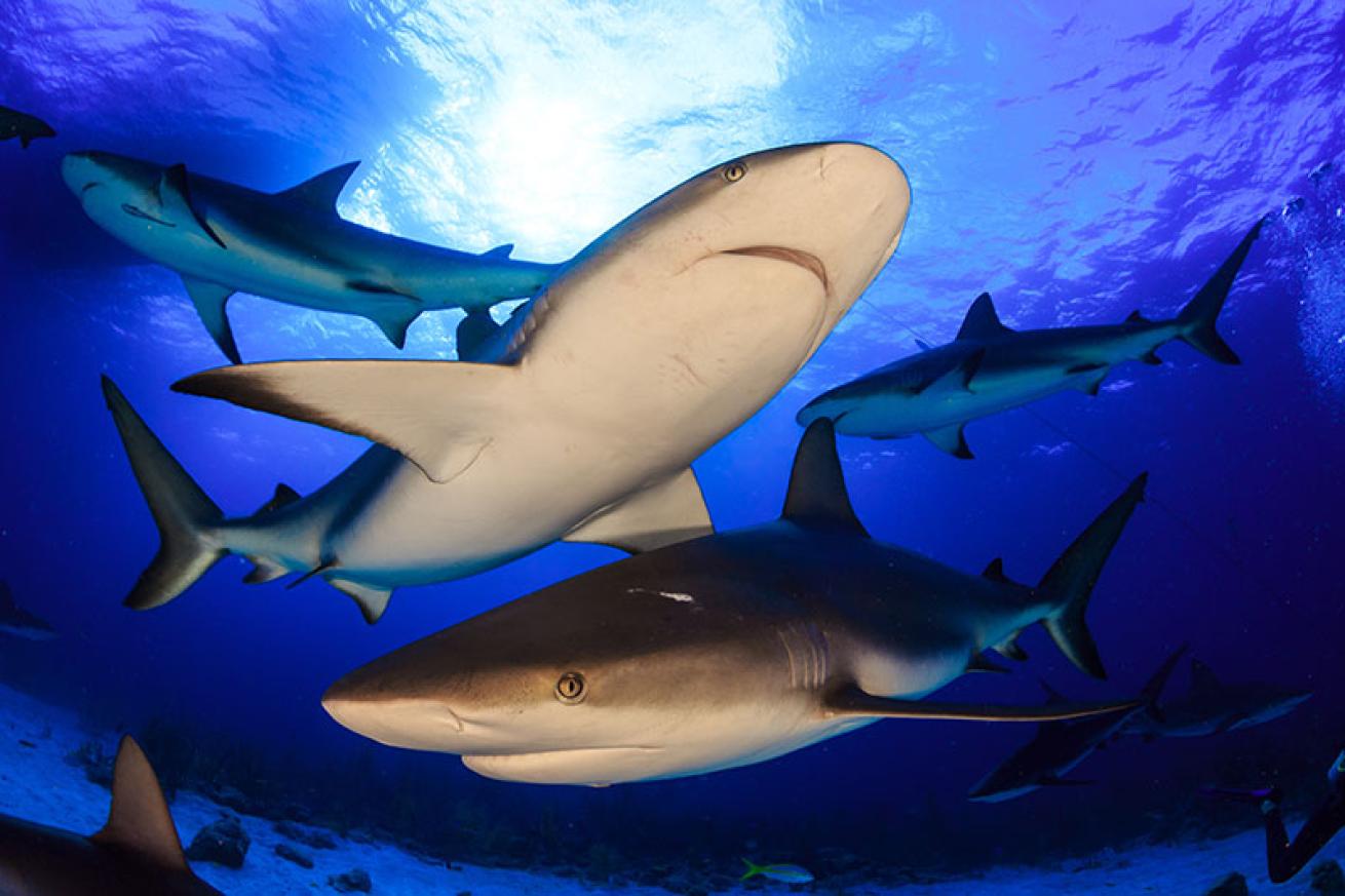 Caribbean reef sharks