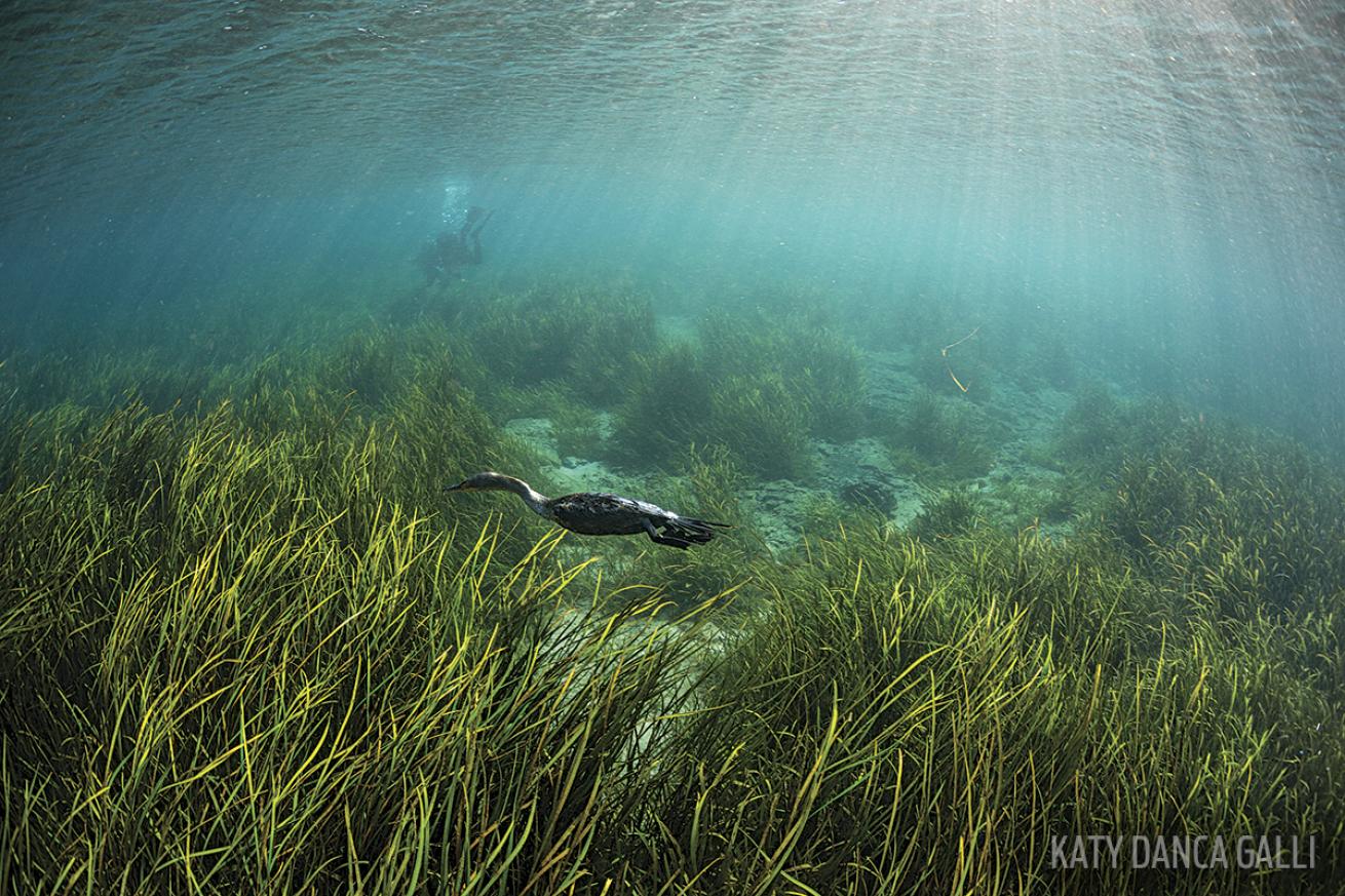 Anhinga snake bird Rainbow River Florida Underwater